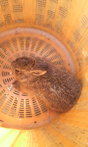 rabbit2.jpg (56 KB)